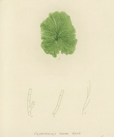 British Sea-Weed by English School